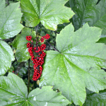Alaska Berries