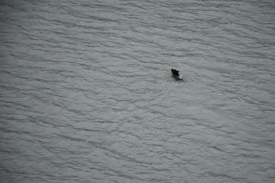 Alaska Black Bear swimming in water