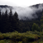 Alaska Forest