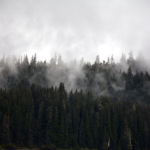 Alaska Misty Forest
