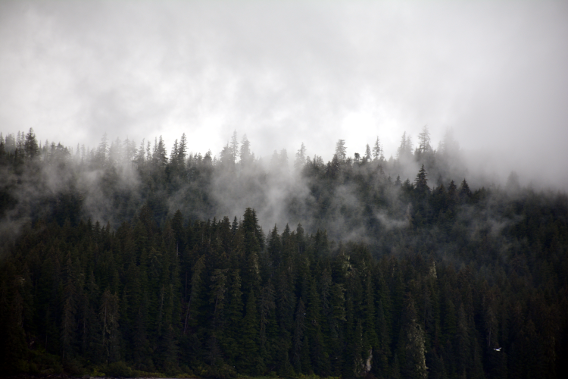 Alaska Misty Forest