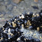 Alaska Mussels on Beach