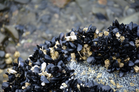 Alaska Mussels on Beach