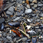 Alaska Pebble Beach