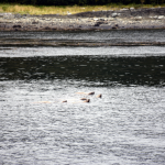 Alaska Sea Lions Raft