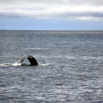Another Whale Dive Alaska