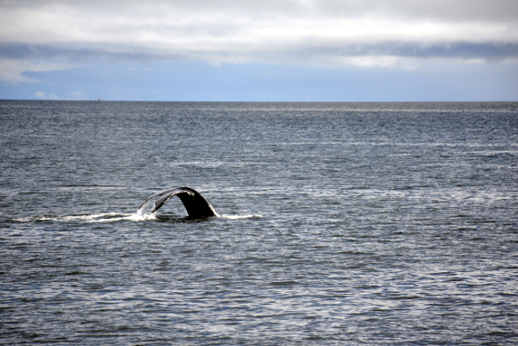 Another Whale Dive Alaska