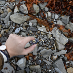 Barnacles in Alaska