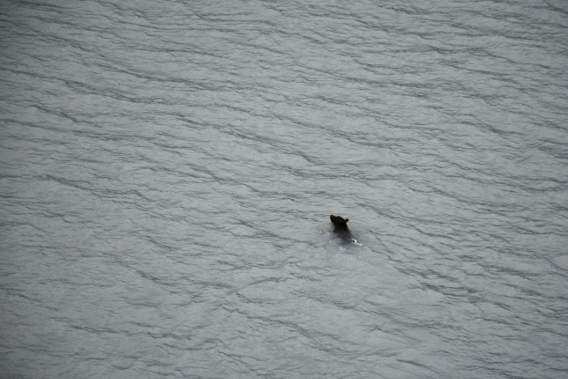 Grizzly Bear in Alaska Ocean