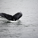 Best Whale Dive