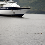 Celebrity Millennium Sea Lions