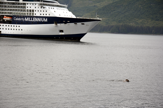 Celebrity Millennium Sea Lions