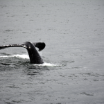 Close Humpback Whale Tail Dive