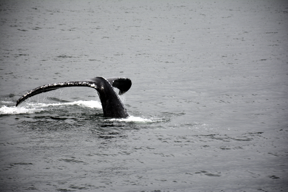 Close Humpback Whale Tail Dive