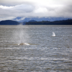 Double Whale Sighting