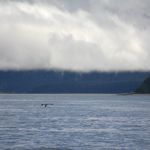 Far off Whale Dive