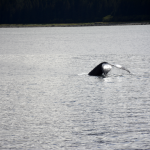 Humpback Tail