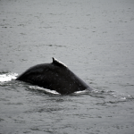 Humpback Whale Dive