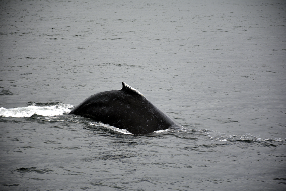 Humpback Whale Dive