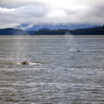 Humpback Whale Duo