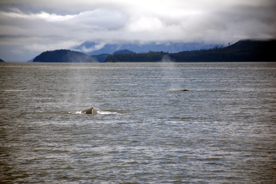 Humpback Whale Duo