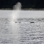 Humpback Whale Spout