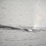 Humpback Whale Spray