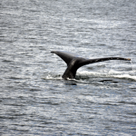 Humpback Whale Tail