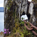 Icy Strait Point Chain