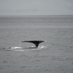 Last Whale Dive