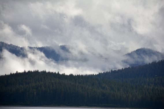 Misty Alaska Forest from Boat