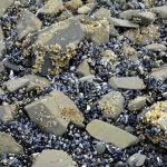Mussels in Alaska