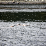 Raft of Alaska Sea Lions