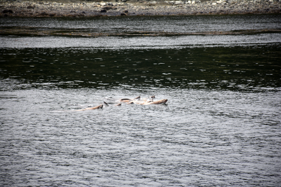 Raft of Alaska Sea Lions