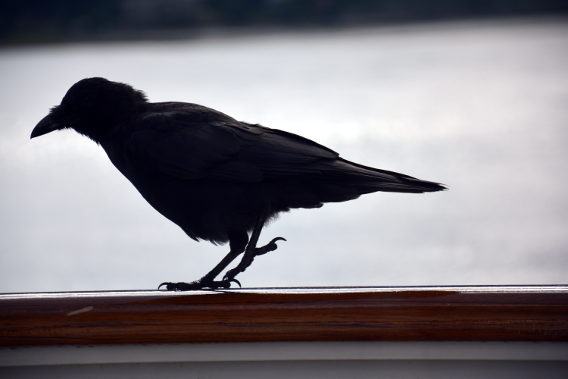 Raven on Cruise Balcony