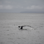 Whale Humpback Watching