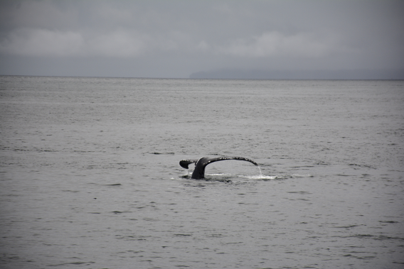 Whale Humpback Watching