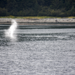 Humpback Whale Spout