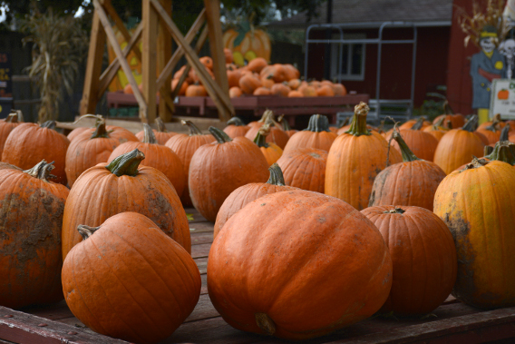 Sonny Acres Farm Pumpkin Wagon
