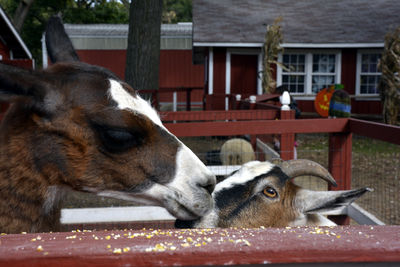 Sonny Acres Farm Petting Zoo Llama and Goat