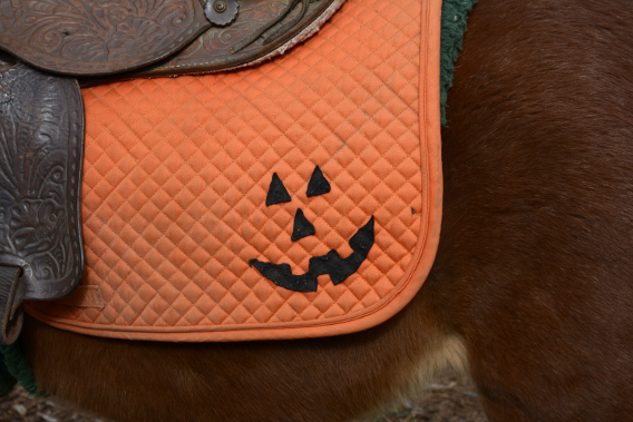 Sonny Acres Farm Horse Pumpkin Blanket