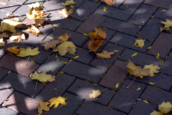 Autumn Leaves on Brick