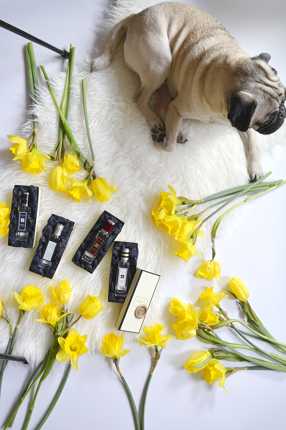 Jo Malone London Rock the Ages Cologne with Pug