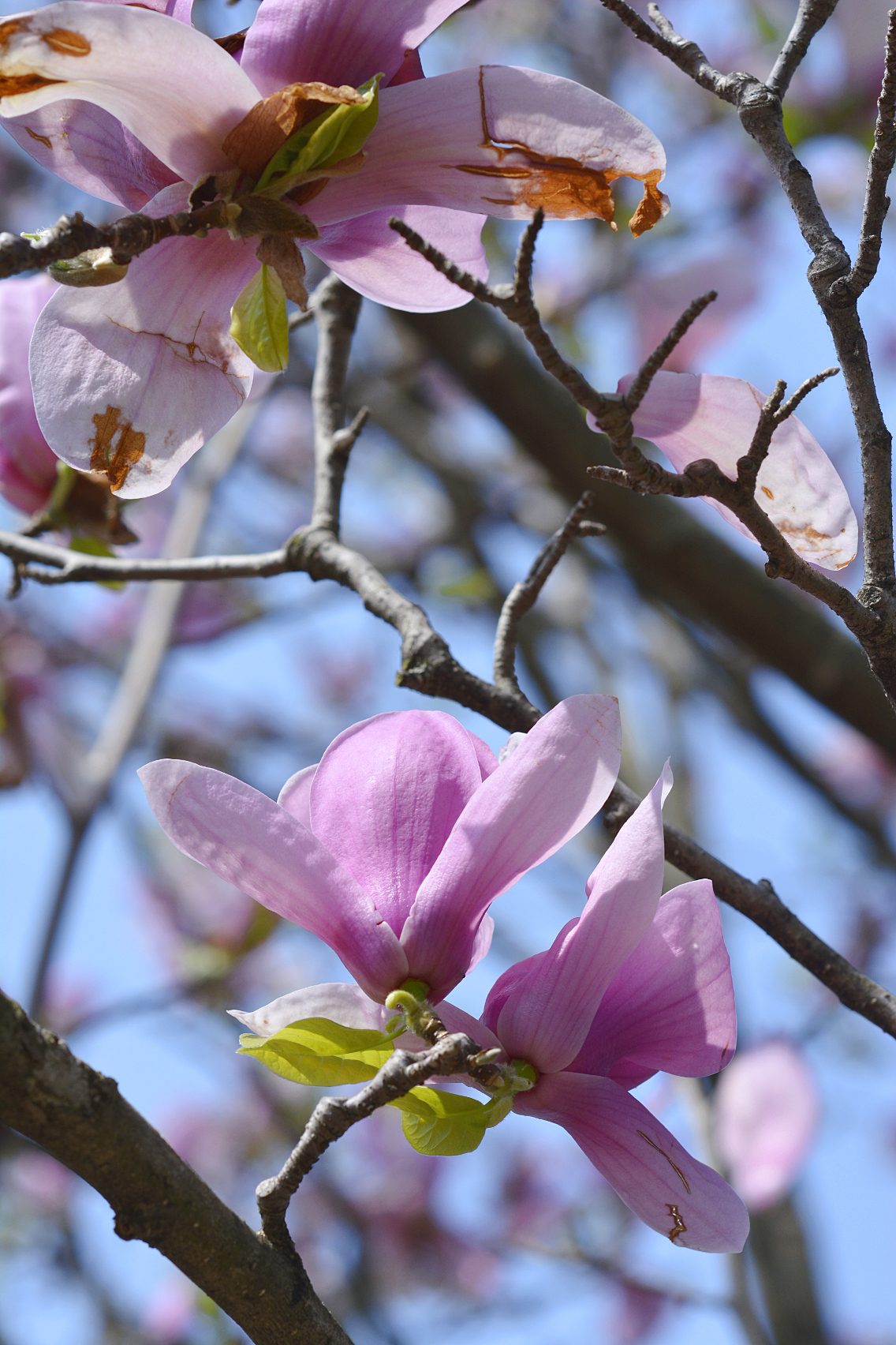 Spring Blossoms 1