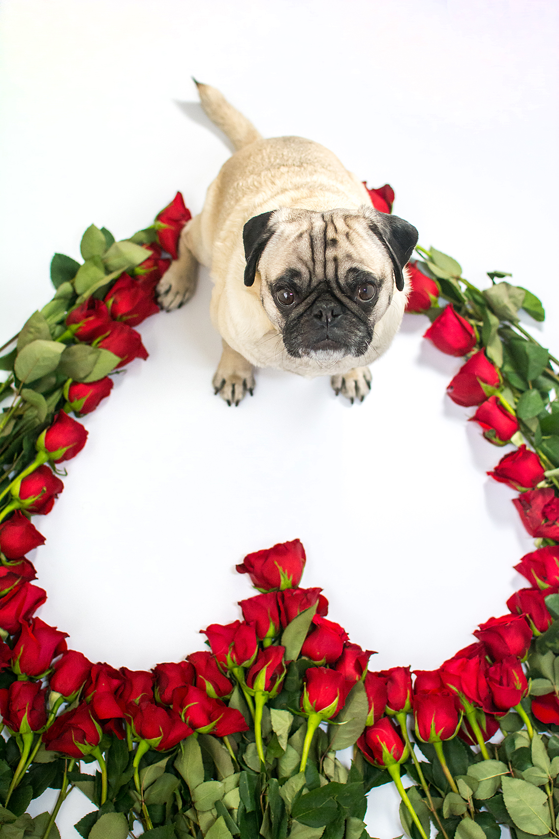 Valentine's Day 50 Roses Pug 1