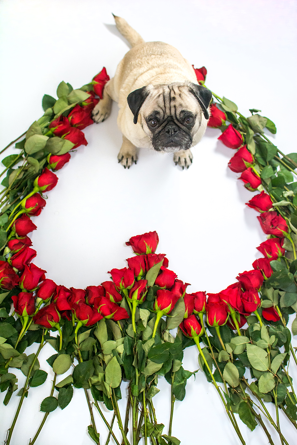 Valentine's Day 50 Roses Pug 2