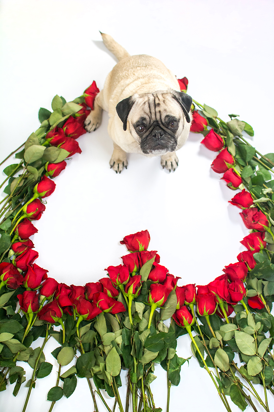 Valentine's Day 50 Roses Pug 6