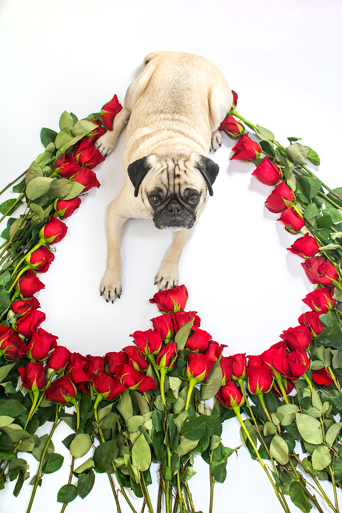 Valentine's Day 50 Roses Pug 8