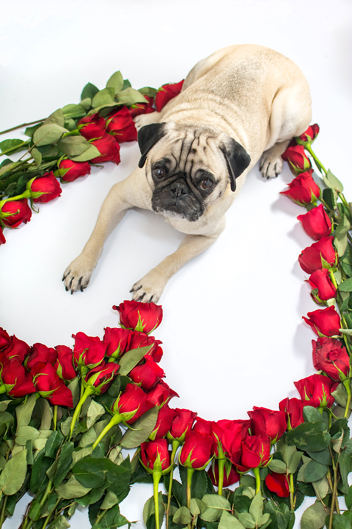 Valentine's Day 50 Roses Pug 10
