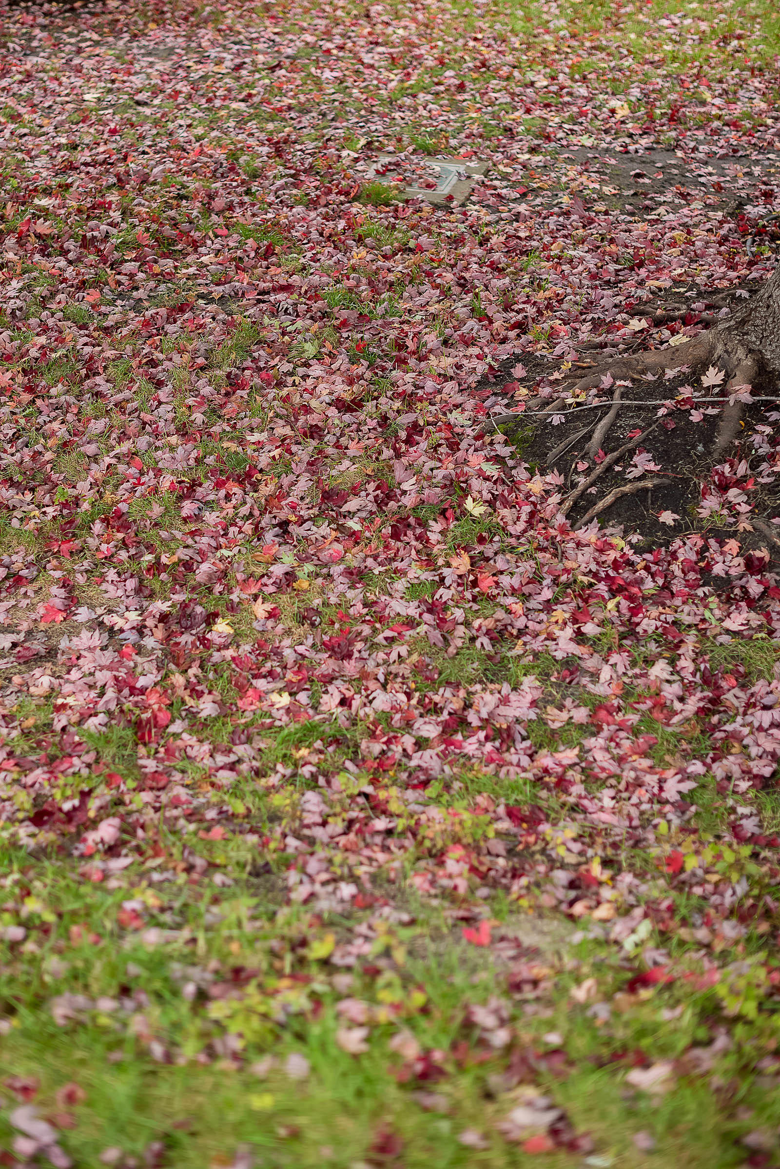 Chicago Millennium Park Fall Autumn